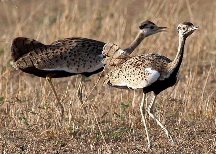 Black-bellied Bustard